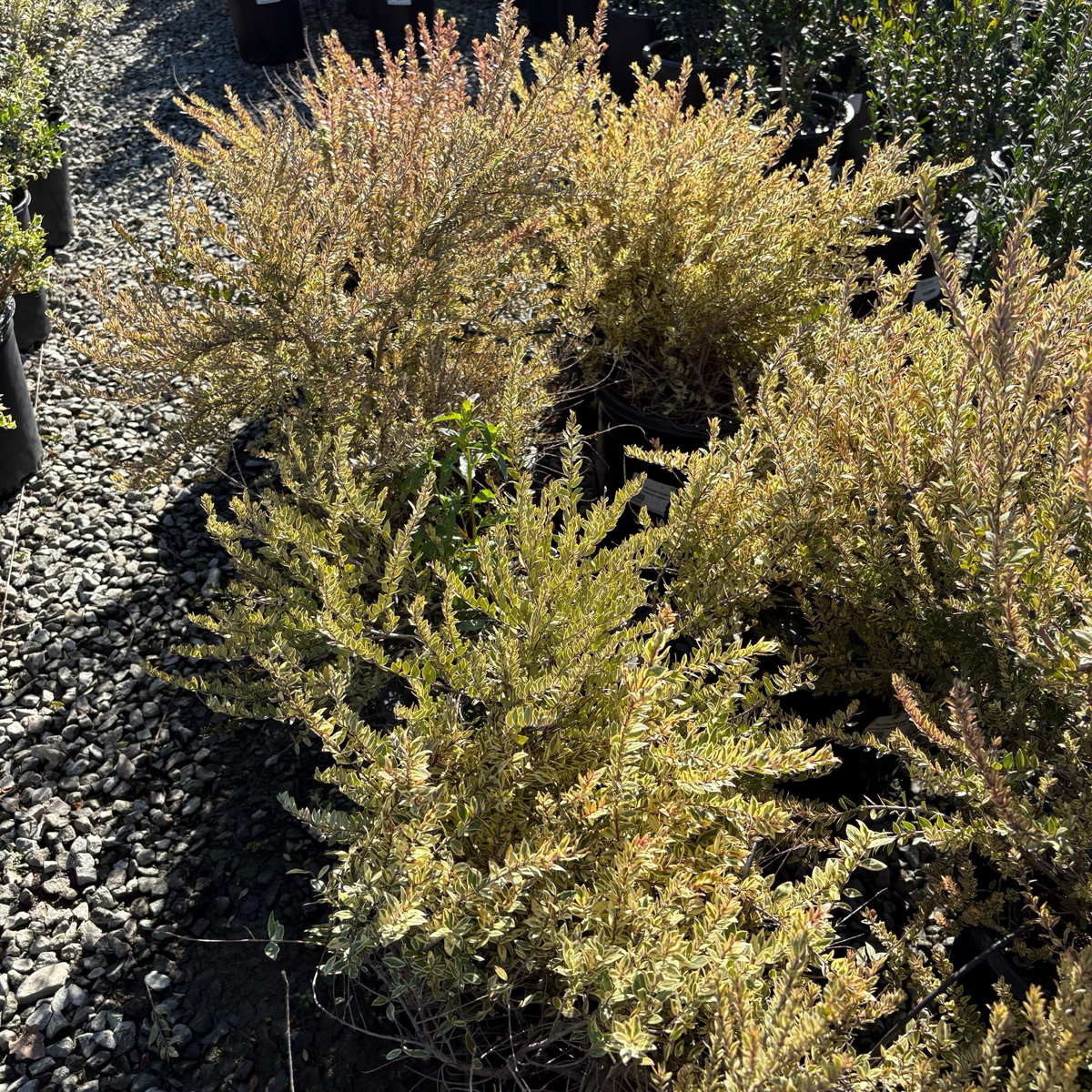 Variegated Myrtle