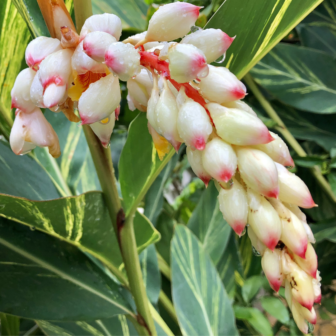 Cluster of Variegated Shell Ginger white and pink flowers with green leaves in the background