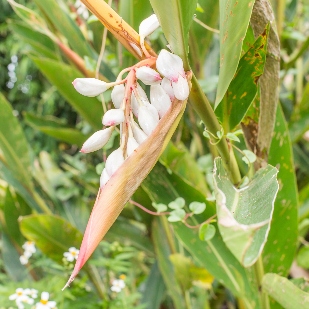 Close-up of a Variegated Shell Ginger plant with pink and white flowers and green leaves.
