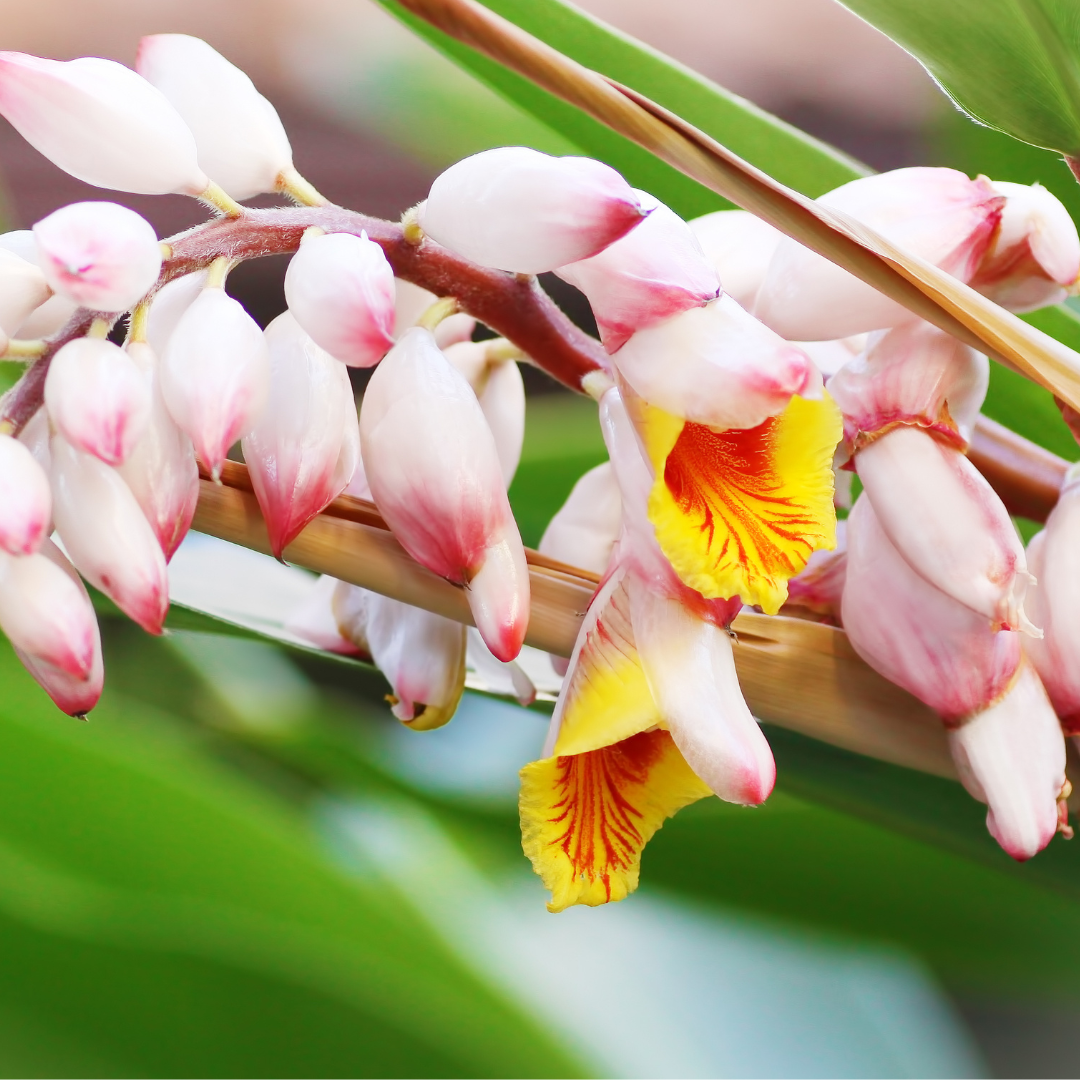 Close-up of Variegated Shell Ginger pink and yellow flowers with green leaves in the background