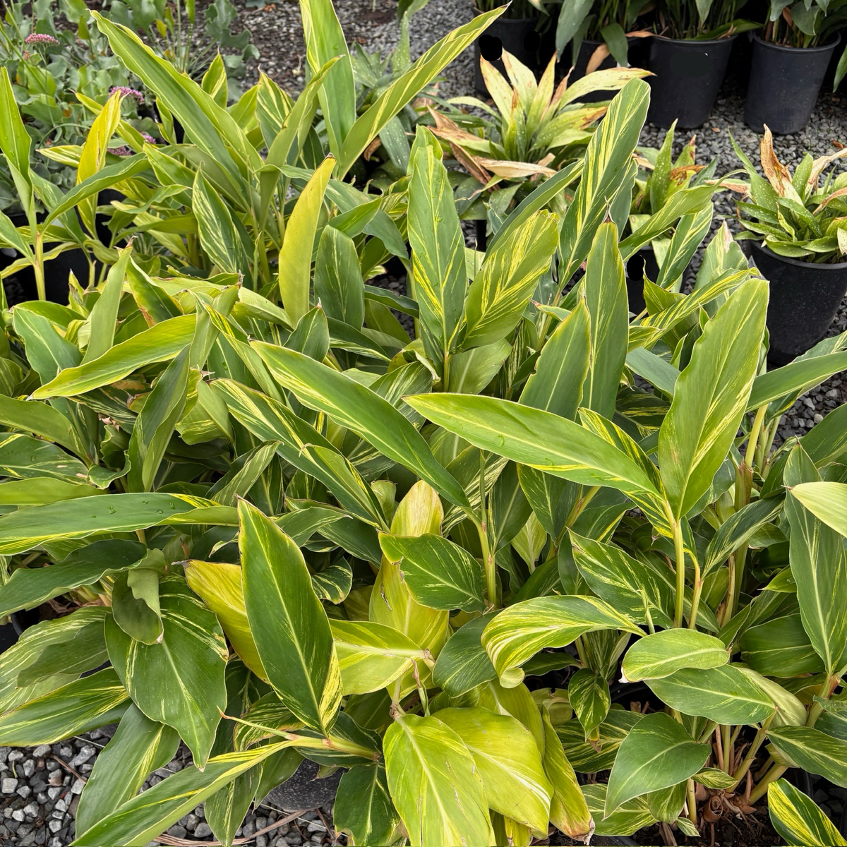 Variegated Shell Ginger