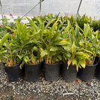 Variegated Shell Ginger