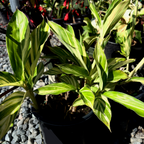 Variegated Shell Ginger
