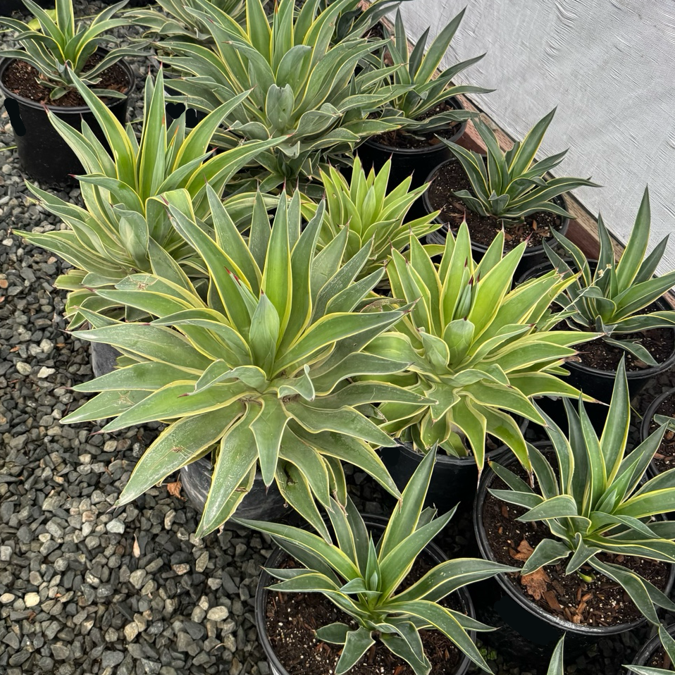 洋蘭 原種 Den smilie giganteum'Select' div 目ん玉爆発! Den