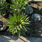 Variegated Smooth Agave