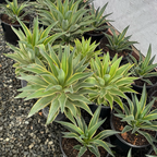 Variegated Smooth Agave