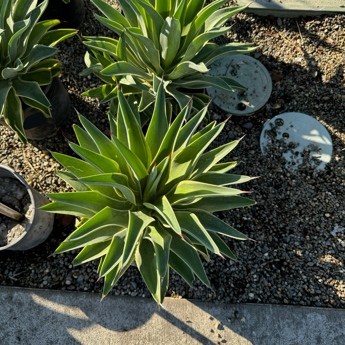 Variegated Smooth Agave