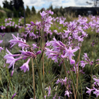 Variegated Society Garlic Purple flowers in a garden setting with blurred background