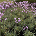 Row of Variegated Society Garlic plants with purple flowers in a garden setting