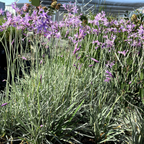 Purple flowering Variegated Society Garlic plants in pots in a greenhouse setting