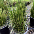Variegated Striped Rush