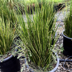 Variegated Striped Rush