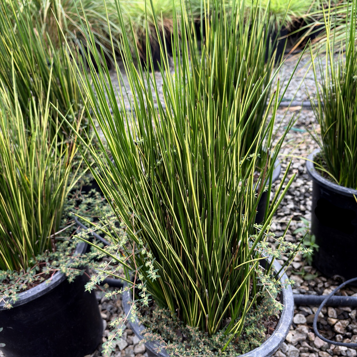 Variegated Striped Rush