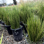 Variegated Striped Rush