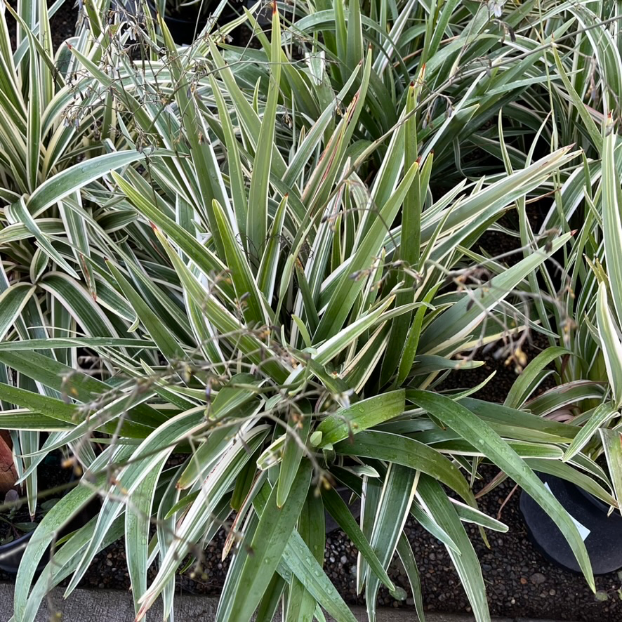 Variegated Tasman Flax Lily