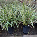 Variegated Tasman Flax Lily