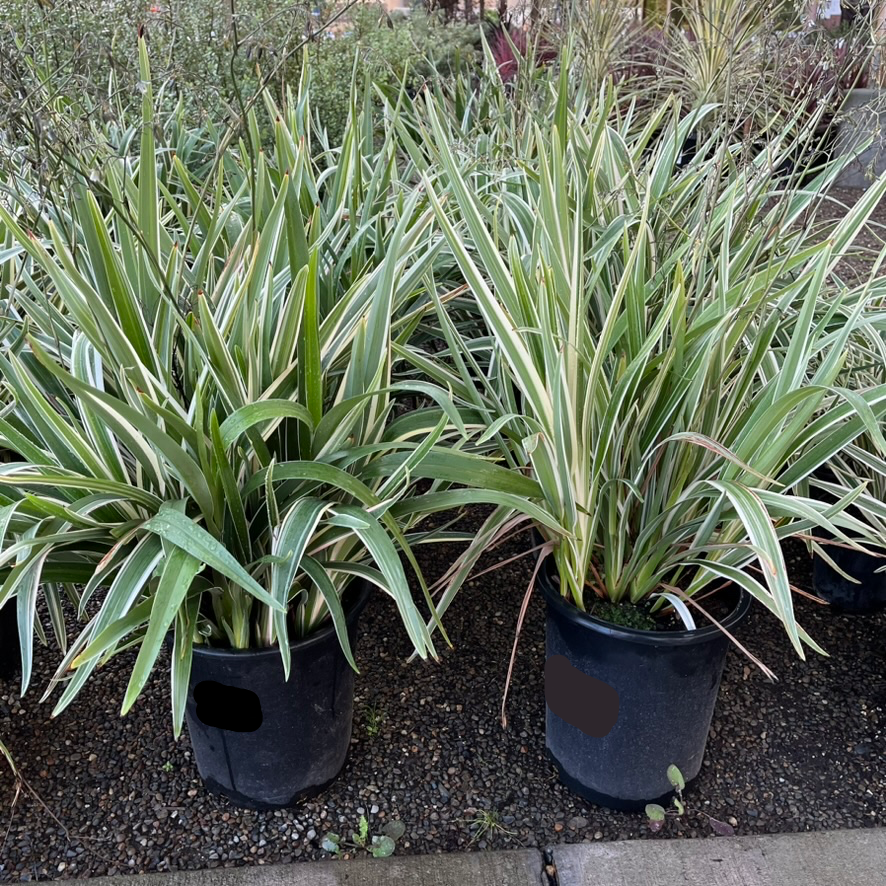 Variegated Tasman Flax Lily