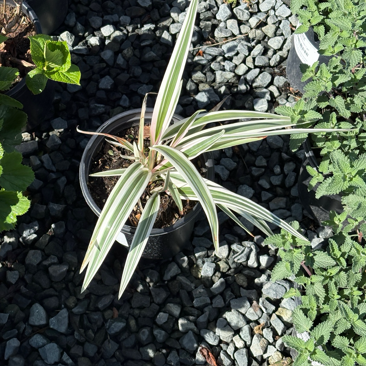 Variegated Tasman Flax Lily