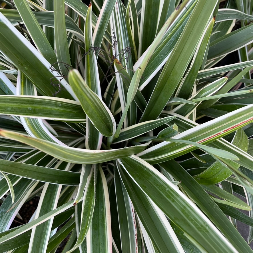 Variegated Tasman Flax Lily