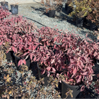Variegated Tatarian Dogwood