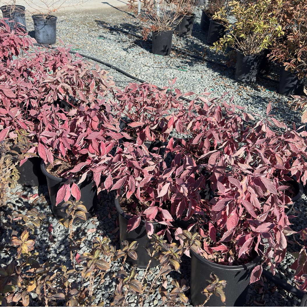 Variegated Tatarian Dogwood