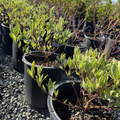 Variegated Tatarian Dogwood