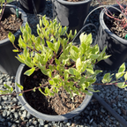 Variegated Tatarian Dogwood
