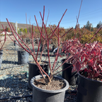 Variegated Tatarian Dogwood