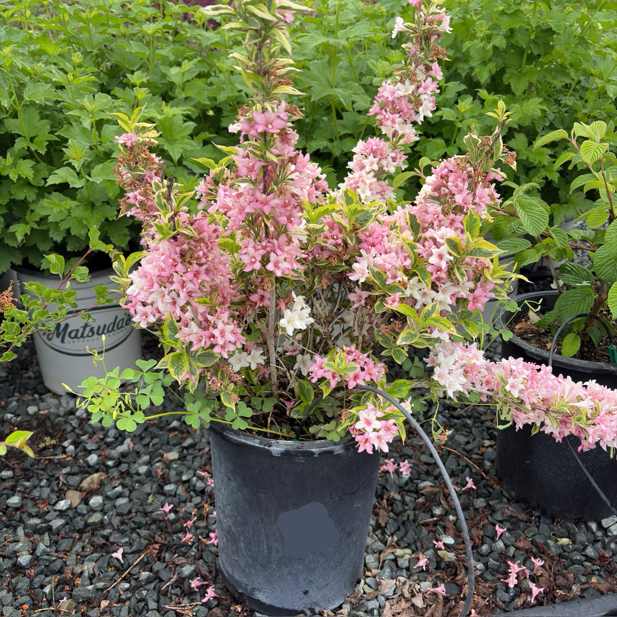 Variegated Weigela