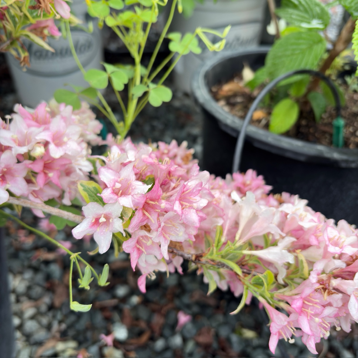 Variegated Weigela