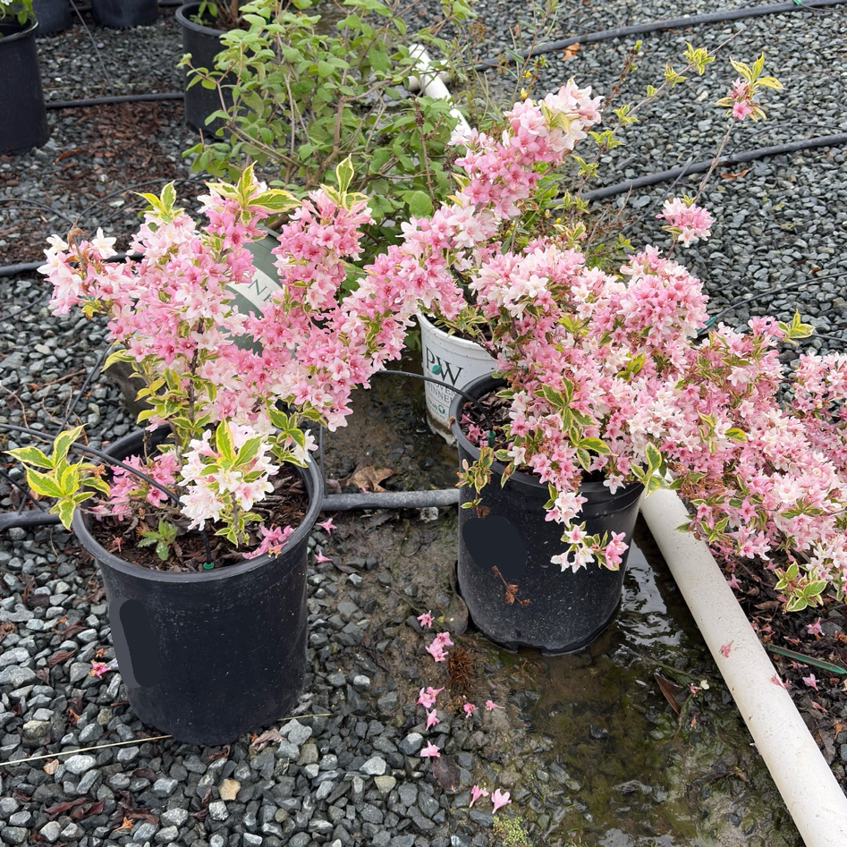 Variegated Weigela