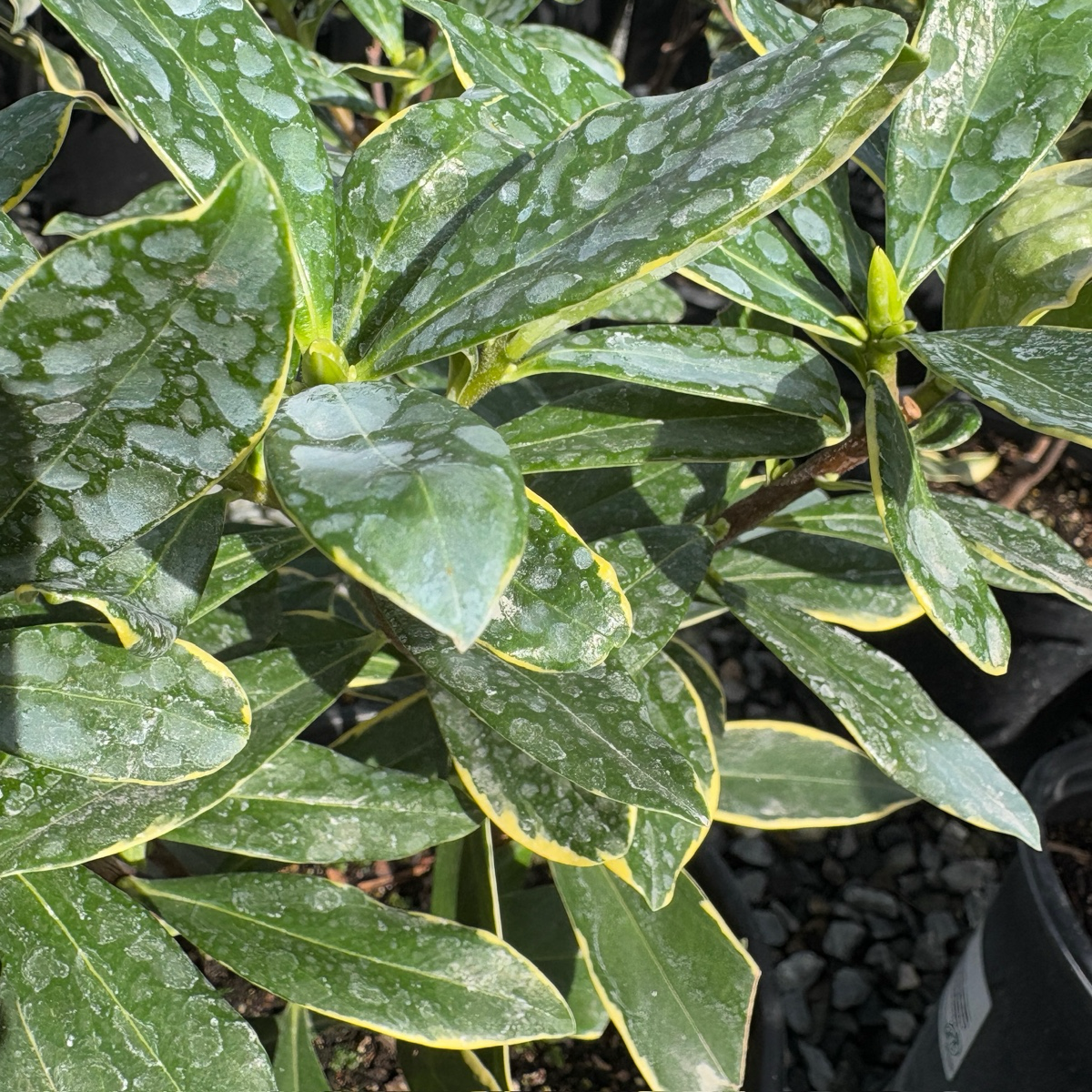 Variegated Winter Daphne