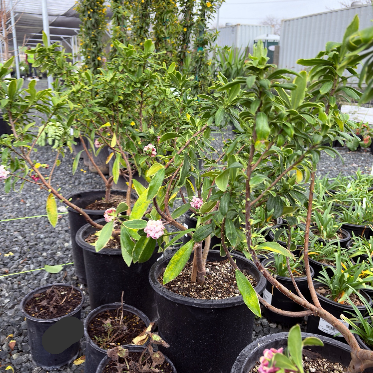 Variegated Winter Daphne