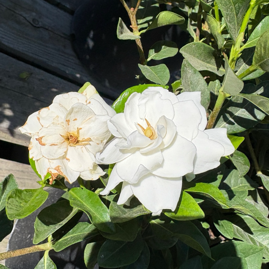 Two white Veitchii Gardenia flowers with green leaves on a blurred background