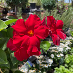 Velvet Red Tropical Breeze Mandevilla