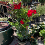 Velvet Red Tropical Breeze Mandevilla