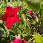 Velvet Red Tropical Breeze Mandevilla