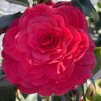 Vestito Rosso® Camellia
