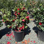 Vestito Rosso® Camellia