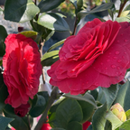 Vestito Rosso® Camellia