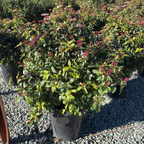 Viburnum tinus 'Spring Bouquet‘ 