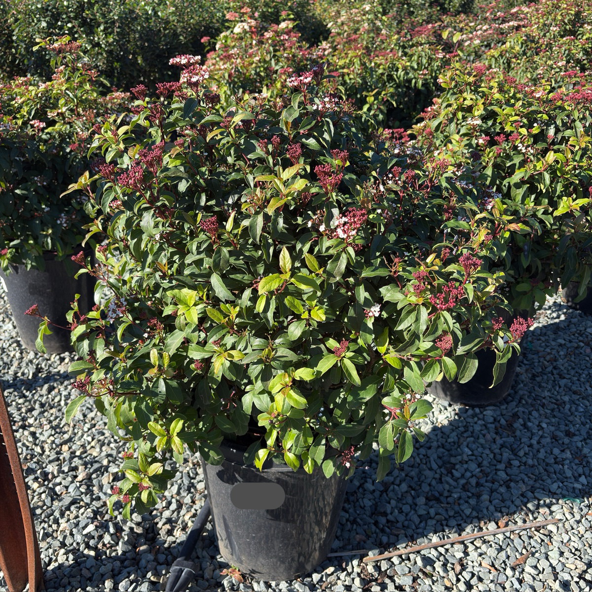 Viburnum tinus 'Spring Bouquet‘ 