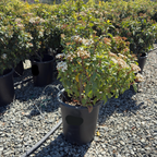 Viburnum tinus 'Spring Bouquet‘ 