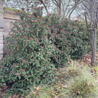 Viburnum tinus 'Spring Bouquet‘ 