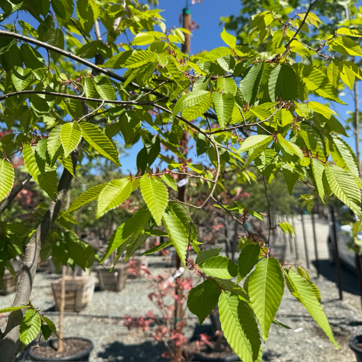 Village Green Japanese Zelkova