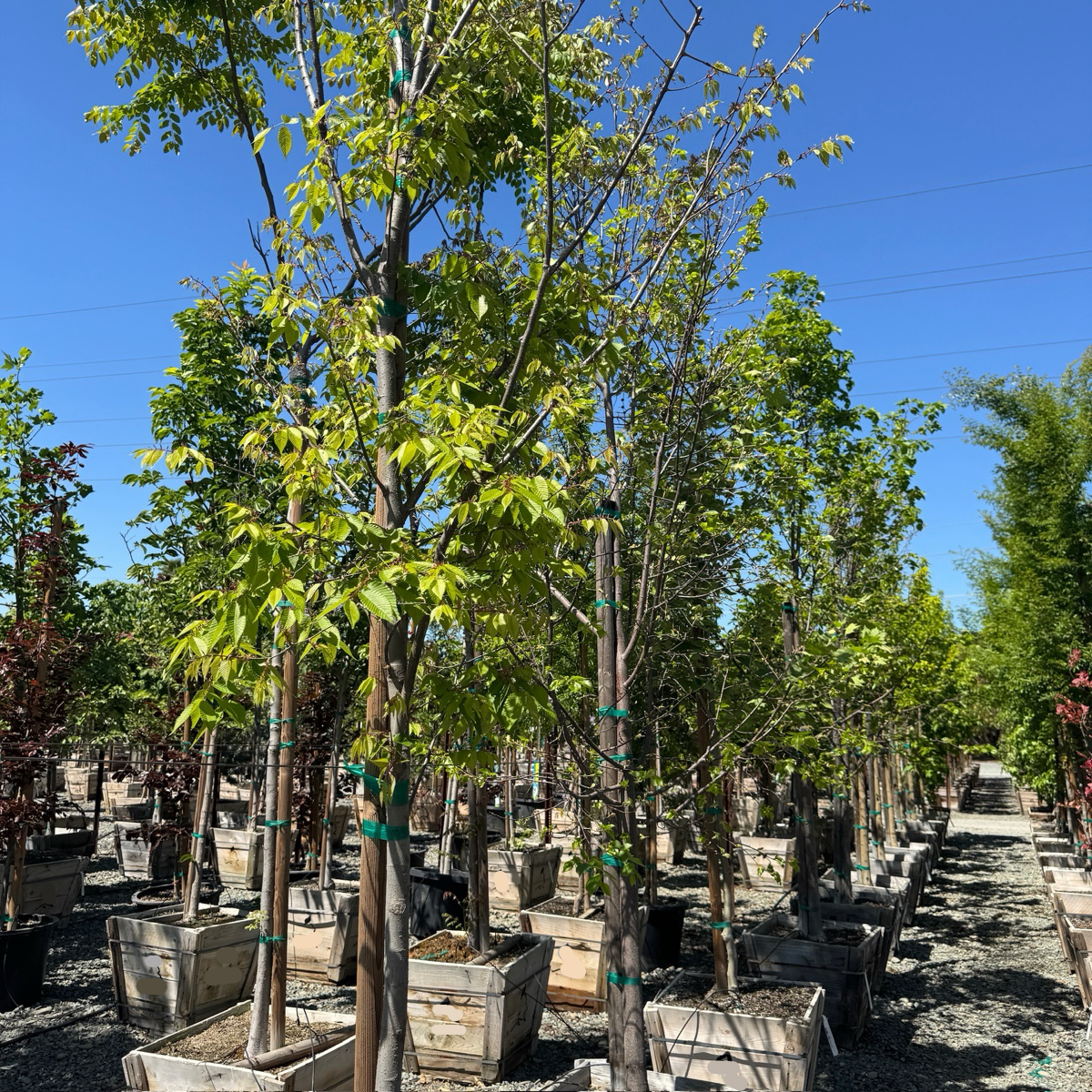 Village Green Japanese Zelkova