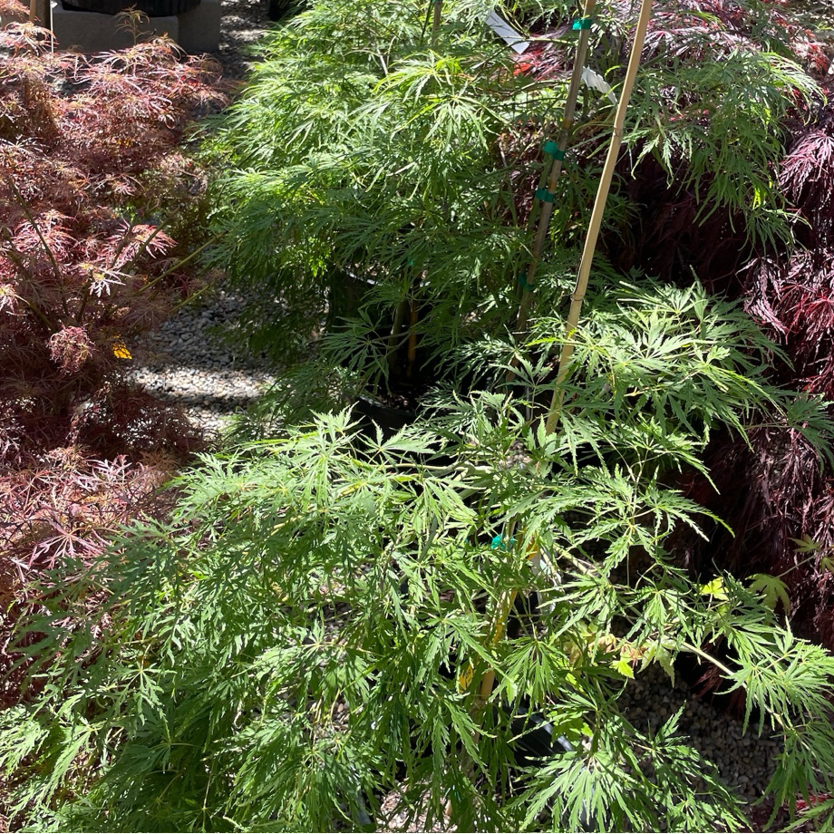 Viridis Lace Japanese Maple with a focus on a tall plant in a garden setting