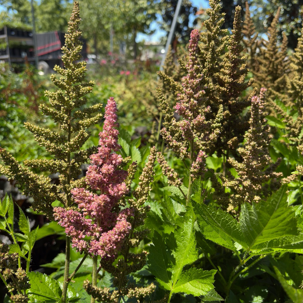 Visions in white  Astilbe