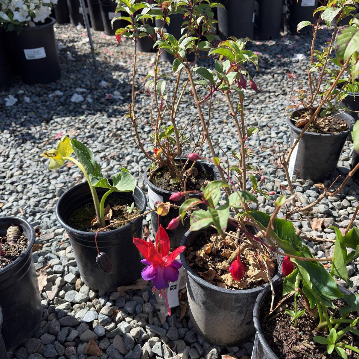 Voodoo Fuchsia