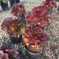 Vortex Semponium